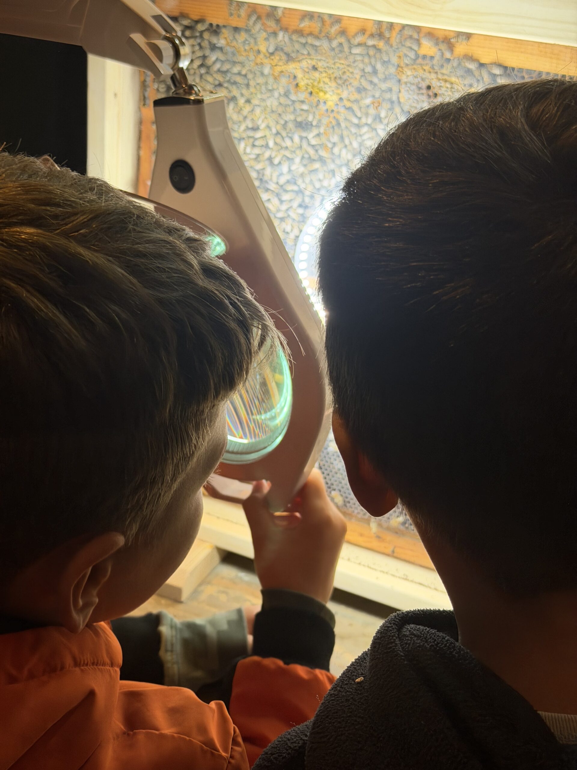 Κυψέλη παρακολούθησης